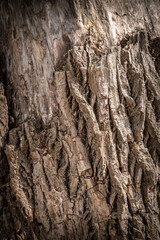 tree bark texture