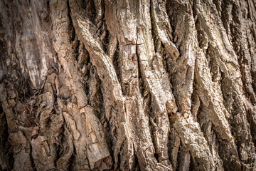 tree bark texture