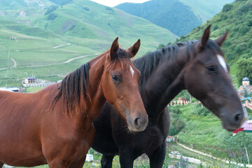 Horses walking in the mountains on a meadow. Natural background. Selective focus
