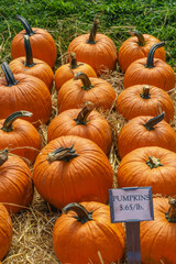 Close up of bright orange pumpkins for sale at farmstand during autumn.