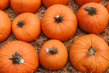 Close up of bright orange pumpkins for sale at farmstand during autumn.
