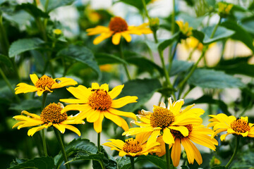 many flowers of yellow Echinacea with green leaves . medicinal herbs used in medicine to increase immunity