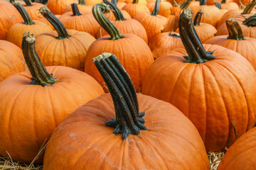 Close up of bright orange pumpkins for sale at farmstand during autumn.