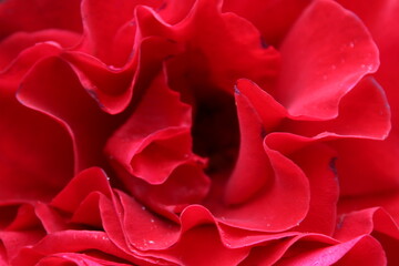 Obraz premium Photo King PDX 