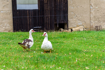 geese on a pasture on a farm in the village