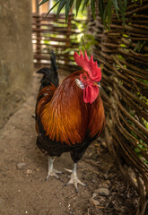 rooster in the farm
