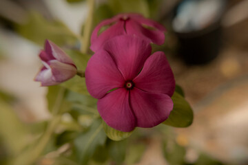 Obraz premium flores