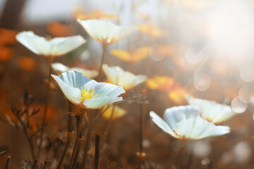 Sunlit white california poppy (Eschscholzia) on the meadow, selective fokus.