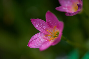 close-up view of the pink flower after the rain