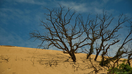 dead tree in the sand dune known as Mount Baldy of the Indiana National Lake-shore Park