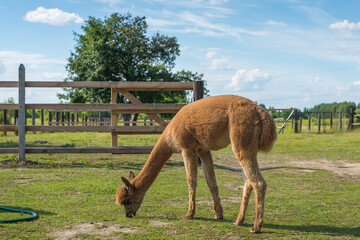 Adult brown coated alpaca like llama in a farmhouse. Beautiful summer day on the farm with huacaya alpaca