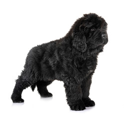 puppy newfoundland dog