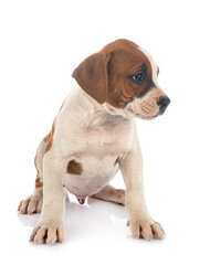 Obraz premium puppy american bulldog
