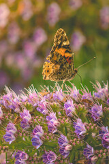 Butterfly in colorful garden in Santa Cruz, California