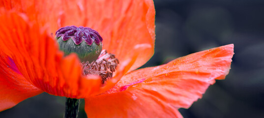 Close Up shot of a large red poppy isolated on green.
