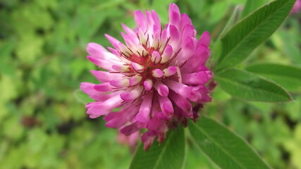 Obraz premium flower of a purple clover