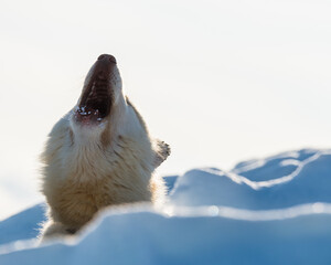 Siberian husky dog howling 
