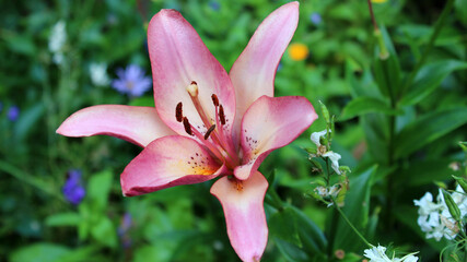 Pink lily in the garden. Lily flower close up.