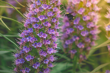 Bee in colorful garden in Santa Cruz, California