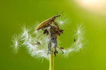 little beetle Curculionidae on a dandelion flower on a summer day