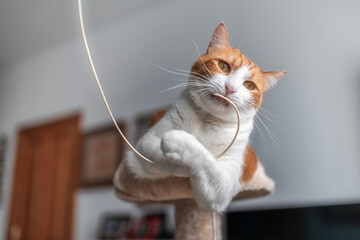 gato blanco y marron con ojos amarillos atrapa un cable electrónico con sus patas e intenta...