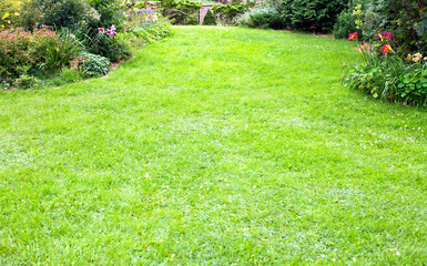Green lawn background in the beautiful backyard garden landscape. 