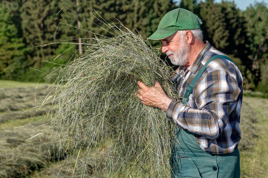 A farmer smells lovingly on his fragrant organic hay. Dried by pure solar energy with all of his grasses, flowers and herbs, his hay is of a particularly high quality...