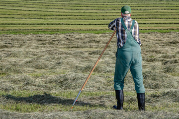 An organic farmer on the hay field leans on his rake and takes a break from the sweaty work. He...