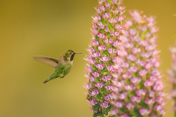 Hummingbird in colorful garden in Santa Cruz, California