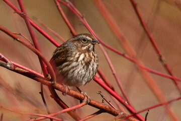 Song sparrow
