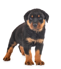 puppy rottweiler in studio
