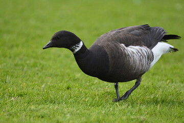 Brant goose