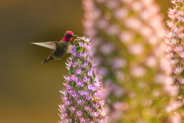 Hummingbird in colorful garden in Santa Cruz, California