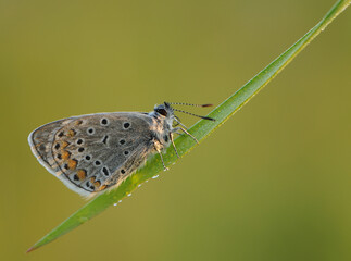 In the early morning the common blue butterfly Polyommatus icarus on a glade dries its wings from dew.
