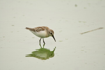 Western Sandpiper looking for food.