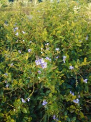 Cute little Moth sitting on the flower and looking into Camera. 