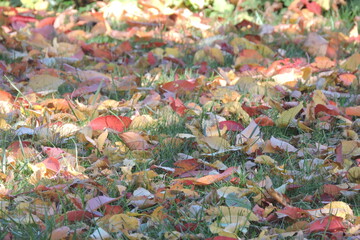 Kolorowy Dywan naturalny  z liści Jesien