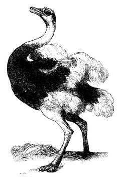 recommend clip art: Ostrich, vintage illustration.