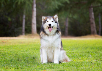 Alaskan malamute dog sitting on green grass in a park