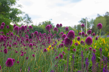 Blooms of wild onions. Field flowers. Blooming shallots.