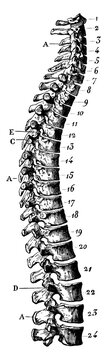 Human Spinal Column, vintage illustration.