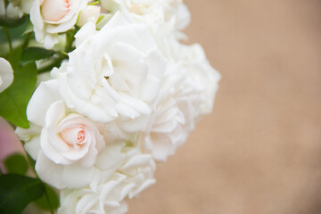 Obraz na płótnie Canvas White Bush roses. Beautiful background of white roses