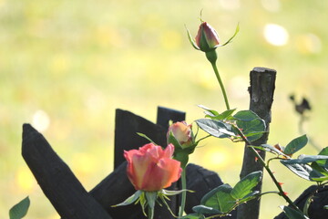 Róże w Ogrodzie, Róza Angielska