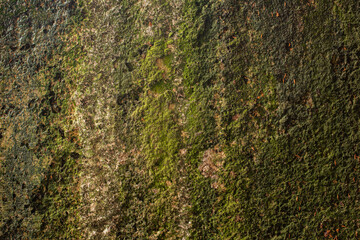 green moss on stone wall