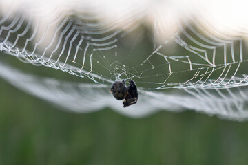 Spider sits on a web in the woods