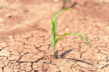 Corn crops suffer as drought continues. Corn field with very dry soil. Dry Corn field in the...