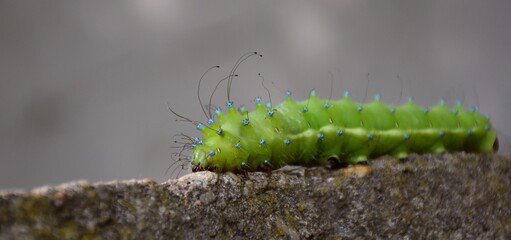 Saturnia pyri larva on rock, focus on head and long hairs.