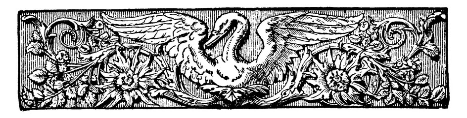Ornate Divider with Swan, vintage illustration. © Morphart