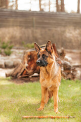 German shepherd playing on the grass in the park. Portrait of a purebred dog.