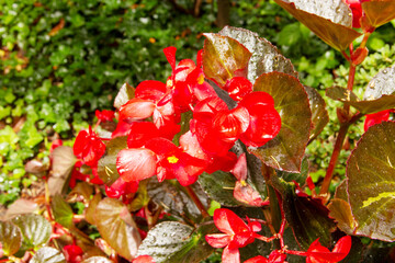 View of a red Begonia family after a rain shower